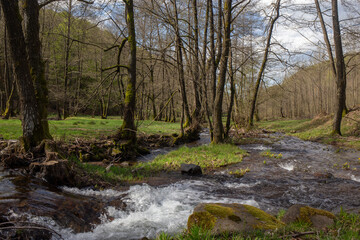 A vibrant stream flows through a lush green forest on a cloudy day, creating a tranquil scene.