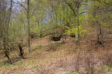 A beautiful landscape in the forest during spring. Fresh green leaves and trees on the hillside.