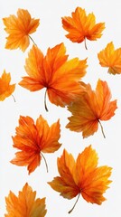Autumn leaves in vibrant orange hues floating against a light background, showcasing the beauty of fall foliage