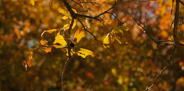 Autumn background with fall foliage color of leaves on oak tree.