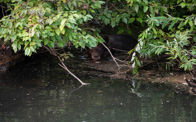 Grizzly bear on the coast of British Columbia