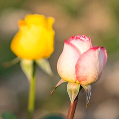 Close-up of two roses, yellow and pink