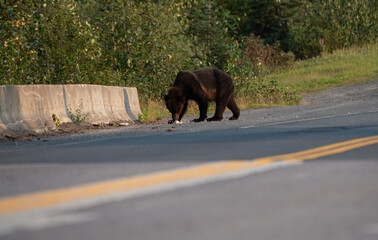 Grizzly bear on the coast of British Columbia