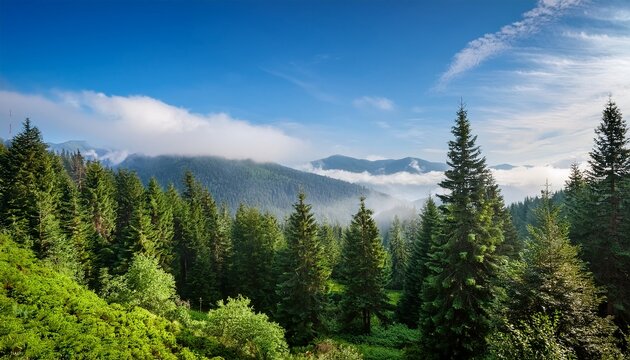 Fototapeta serene forest landscape featuring lush green coniferous trees in the foreground with misty mountains and soft blue sky in the background
