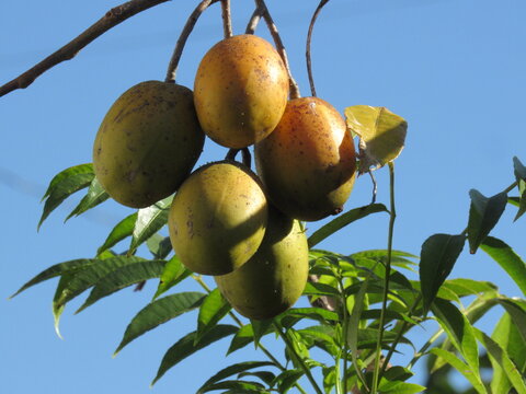 Cajamanga.