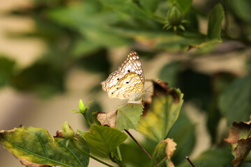 Borboleta na natureza