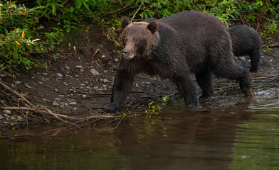 Obraz premium Grizzly bear on the coast of British Columbia, Canada