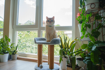 A ginger cat sits on a scratching post by a large floor-to-ceiling window.