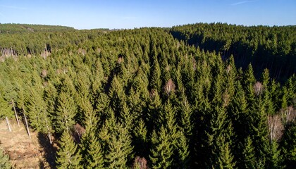 Aerial view of coniferous forest.