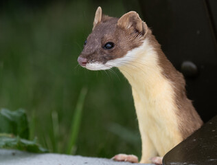 Long tailed weasel close up