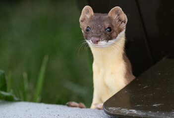 Long tailed weasel close up