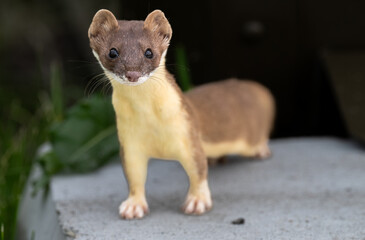 Long tailed weasel close up