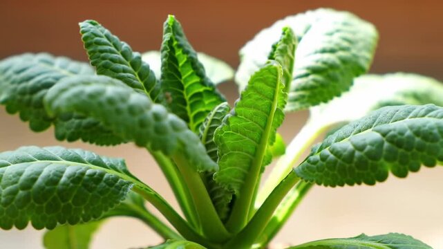 Close-up of vibrant green plant with large, textured leaves forming a rosette around a central stem
