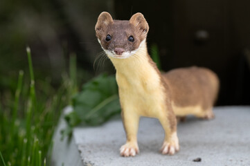 Long tailed weasel close up