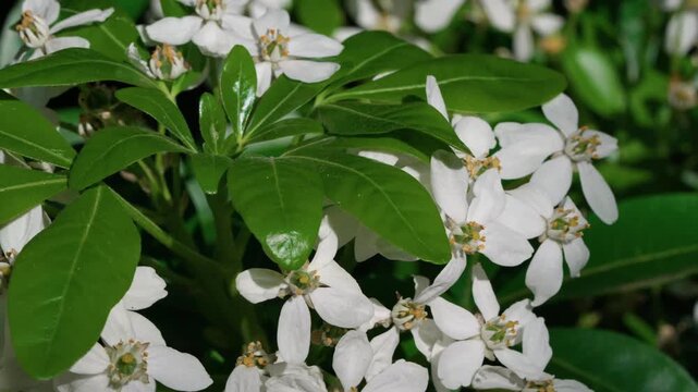 The Choosy ternate tree is covered with tiny white blossoms, gently swaying in the wind and basking in the warm sunlight. A delicate fragrance fills the air, and the tree&mdash;also known as the Mexican or