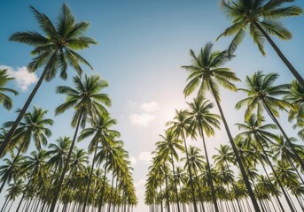 View looking up at tall palm trees against a bright blue sky with scattered clouds