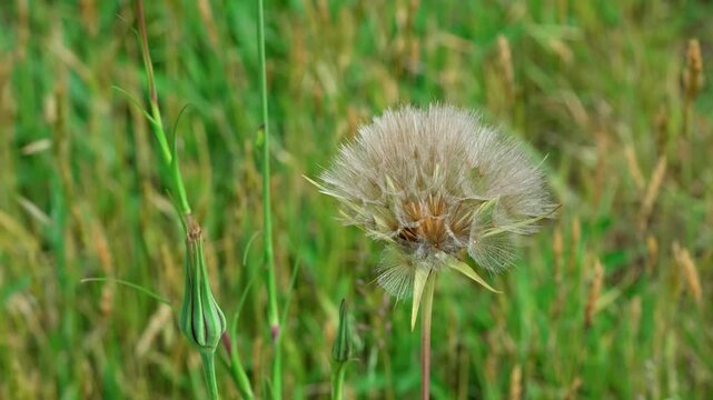 Amid the green grass stands a solitary meadow salsify. Its delicate fluff&mdash;thin as a spider&rsquo;s web, airy parachutes&mdash;forms a light sphere. The pappus is ready to take to the sky and drift with the wind, 
