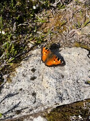 Butterfly Resting on Alpine Rock in Sunlight