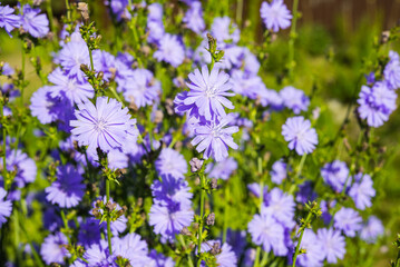 Naklejka premium Blooming Chicory Flowers (Cichorium intybus). Purple Blue Wildflowers in Summer Meadow. Medicinal Plant
