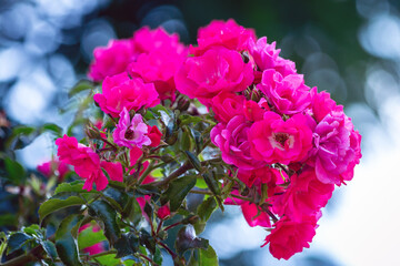 Pink roses