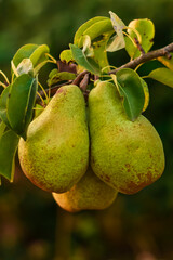 Pear on a branch. Green pears among the leaves. Selective focus. Ripe fruits in summer. Pears in the garden for harvest.