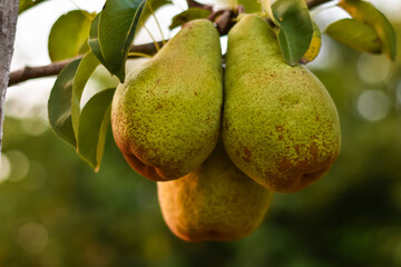Pear on a branch. Green pears among the leaves. Selective focus. Ripe fruits in summer. Pears in the garden for harvest.