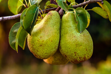 Pear on a branch. Green pears among the leaves. Selective focus. Ripe fruits in summer. Pears in the garden for harvest.