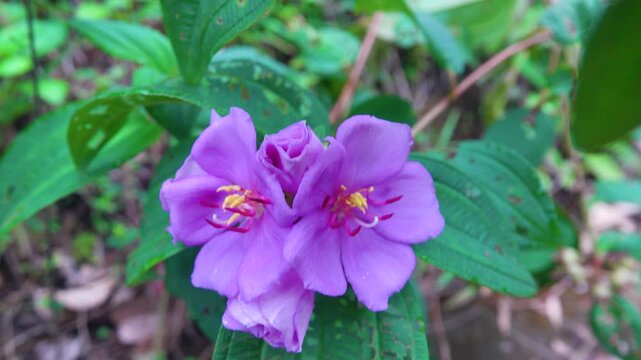 Malabar melastome, Indian rhododendron (Melastoma malabathricum) from Indonesia. Decorative and eastern medicinal plant bacause noxious weed