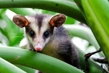 A White-eared opossum among vegetation