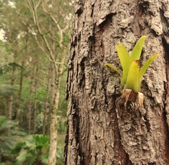 texture of a tree trunk and a bromeliad