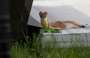 Long tailed weasel in the wild