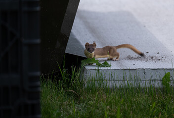Long tailed weasel in the wild