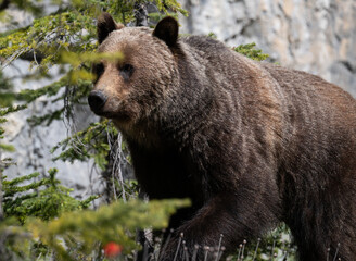 Fototapeta premium Grizzly bear in the Canadian Rocky Mountains