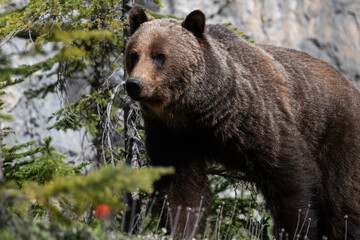 Fototapeta premium Grizzly bear in the Canadian Rocky Mountains
