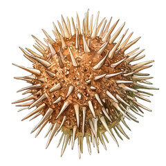watercolor of Sea Urchin, vector, isolated on a white background.
