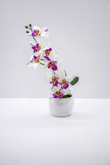 Elegant artificial white and purple Phalaenopsis orchid in a ceramic pot, isolated on a white background for spa decor