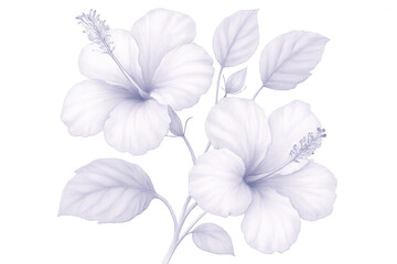 Delicate white hibiscus blossoms floating against clean background, highlighting botanical elegance with soft, refined petals