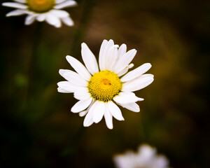 Obraz premium Flowers in a field.