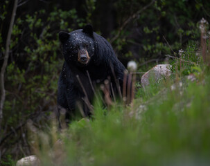 Black bear in the Canadian wilderness