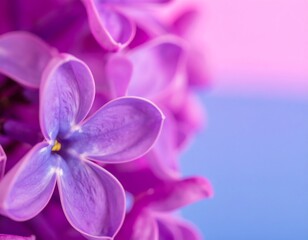 Close-up of vibrant purple lilac blossoms (1)