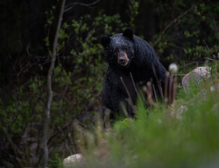 Black bear in the Canadian wilderness