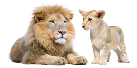 Male lion and cub lying down together on a transparent background female big cat isolated on a transparent background