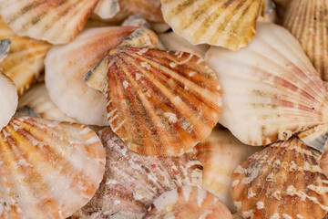 empty shells of marine mollusks stacked in one pile, dumped together empty washed shells of snails and other mollusks