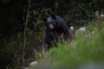 Black bear in the Canadian wilderness