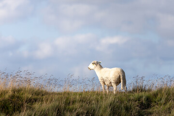 Flock of sheep eating meadow grass field in nature high mountain Milltir Cerrig View Point with clear blue sky, at Wales Great Britain, North of UK, United Kingdom