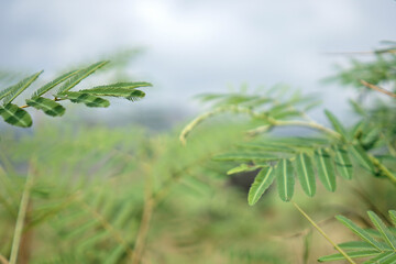 embarrassed princess leaves