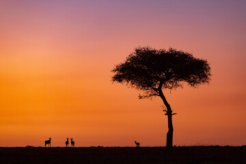 Silhouetted Antelope and Tree