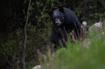 Black bear in the Canadian wilderness
