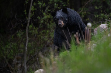 Black bear in the Canadian wilderness