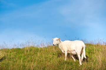 Fototapeta premium Flock of sheep eating meadow grass field in nature high mountain Milltir Cerrig View Point with clear blue sky, at Wales Great Britain, North of UK, United Kingdom